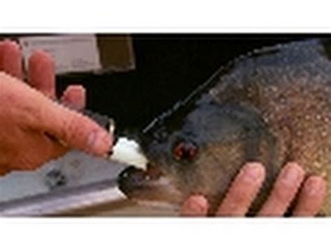 piranha bite force|piranha national geographic.